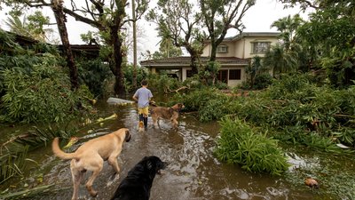 A young boy walking with his dogs in front of his flooded residence observing the destruction of the super typhoon Goni