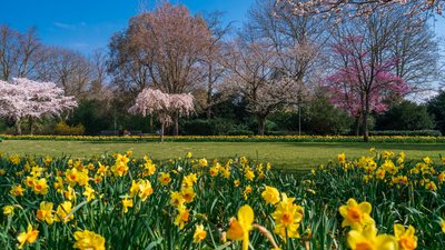 Cherry Blossom Garden scenery in spring