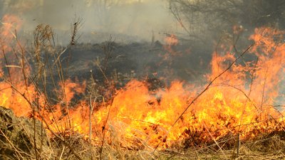 Spring fires of dry reeds dangerously approach houses