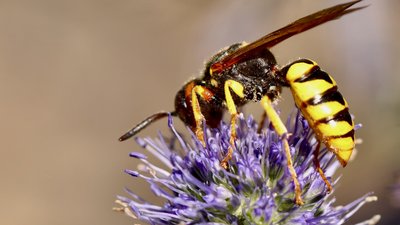 Wasp on a purple flower